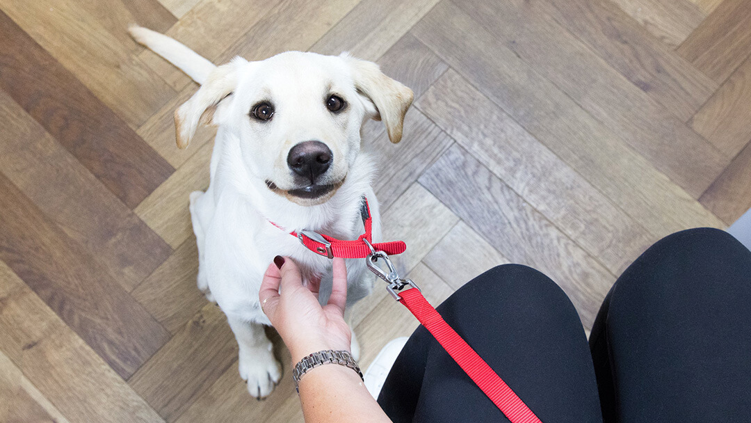 Sterilisation chien Les réponses à vos questions Purina